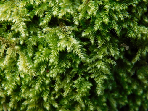 Ctenidium molluscum (Comb-moss)