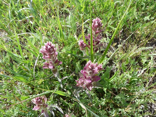 Castilleja rhexiifolia (Rhexia-leaved paintbrush)