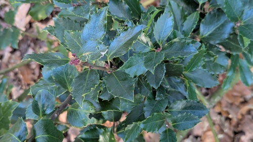Ilex meserveae (Meserve Holly) (alternate view 3)
