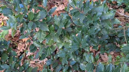 Ilex meserveae (Meserve Holly) (alternate view 4)