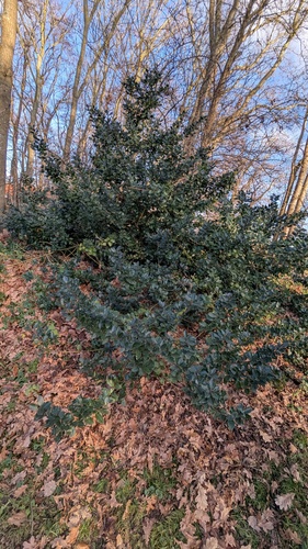Ilex meserveae (Meserve Holly) (alternate view 5)