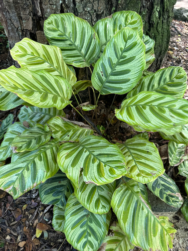 Goeppertia makoyana (Peacock Plant)