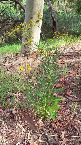 Senecio pterophorus (Shoddy Ragwort) (alternate view 3)