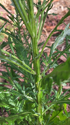 Senecio pterophorus (Shoddy Ragwort) (alternate view 4)