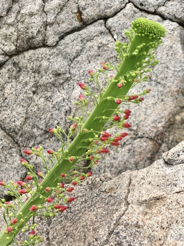 Scrophularia californica (California beeplant) (alternate view 6)