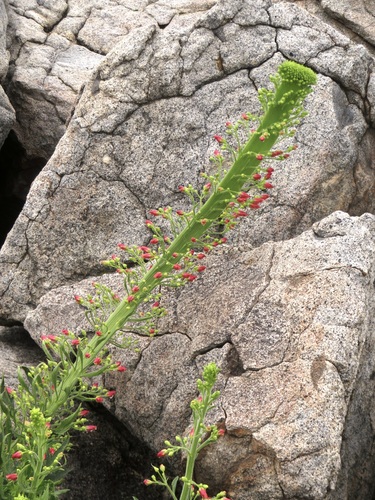 Scrophularia californica (California beeplant) (alternate view 7)