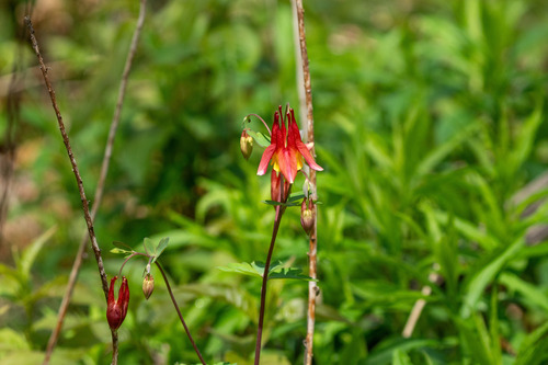 Aquilegia canadensis (Wild Columbine)