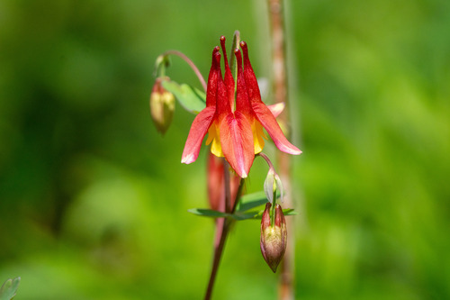 Aquilegia canadensis (Wild Columbine)