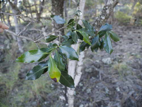 Psydrax odoratus (Lamboto) (alternate view 3)