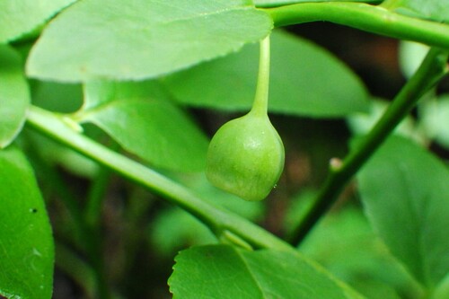 Vaccinium myrtillus (common bilberry)