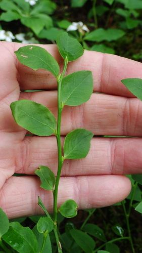 Vaccinium myrtillus (common bilberry)