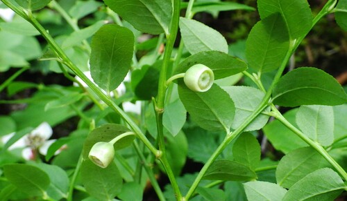 Vaccinium myrtillus (common bilberry)