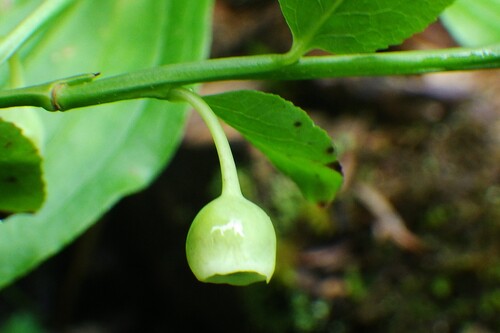 Vaccinium myrtillus (common bilberry)