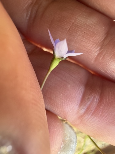 Wahlenbergia gracilis (Australian Bluebell) (alternate view 3)