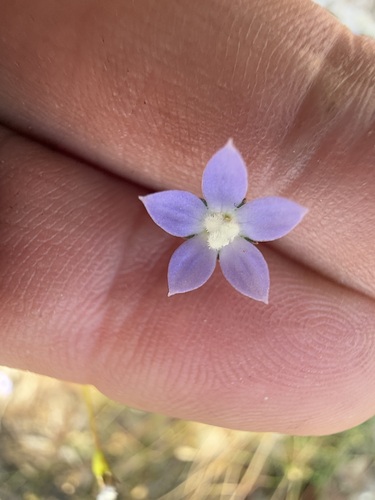 Wahlenbergia gracilis (Australian Bluebell)