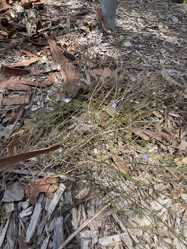 Wahlenbergia gracilis (Australian Bluebell) (alternate view 2)