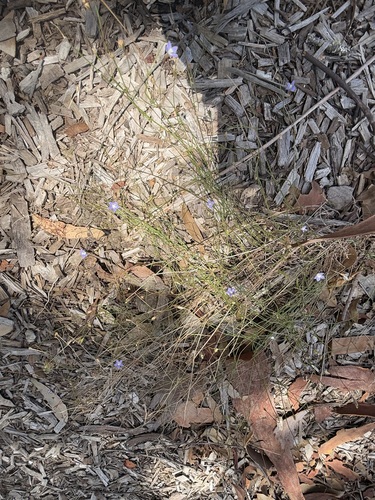Wahlenbergia gracilis (Australian Bluebell) (alternate view 4)