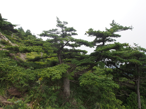 Pinus parviflora (Japanese White Pine) (alternate view 6)