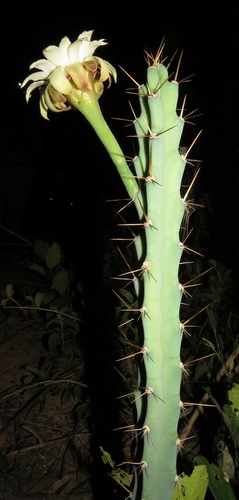 Cereus (alternate view 9)