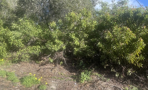 Malosma laurina (laurel sumac)