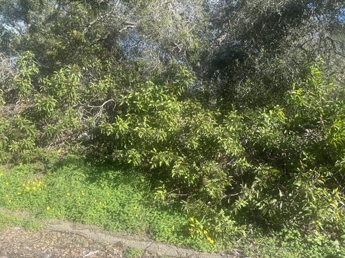 Malosma laurina (laurel sumac)