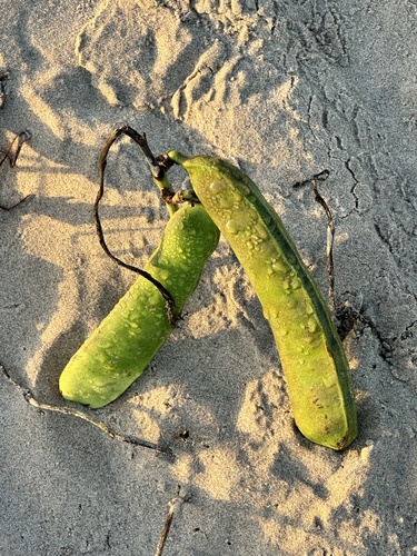 Canavalia rosea (Beach Bean)