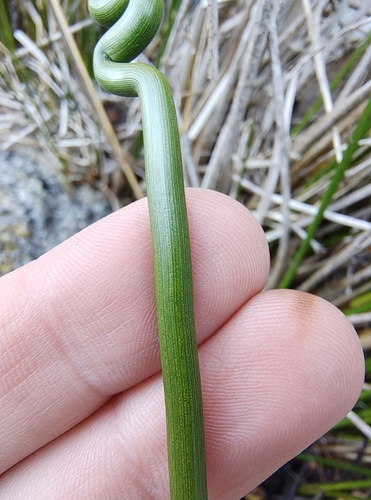 Juncus kraussii (Sea Rush) (alternate view 2)