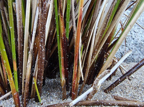 Juncus kraussii (Sea Rush) (alternate view 5)