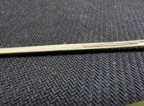 Juncus kraussii (Sea Rush) (alternate view 3)