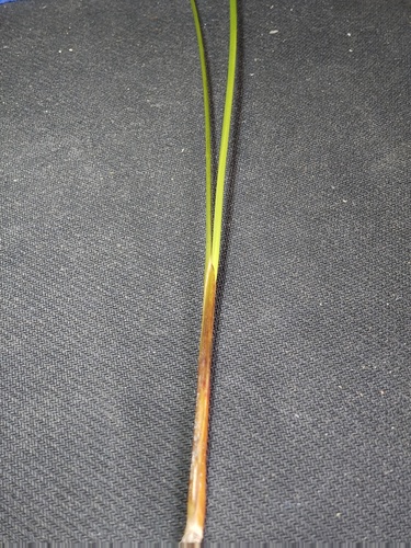 Juncus kraussii (Sea Rush) (alternate view 4)