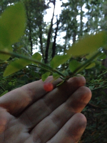 Vaccinium parvifolium (red huckleberry) (alternate view 4)
