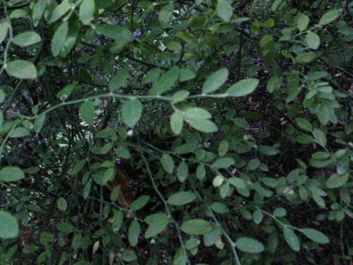 Vaccinium parvifolium (red huckleberry) (alternate view 5)