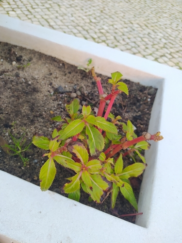 Impatiens hawkeri (New Guinea Impatiens) (alternate view 3)