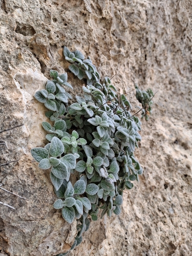 Origanum dictamnus (dittany of Crete) (alternate view 5)