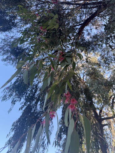 Eucalyptus sideroxylon (Red Ironbark) (alternate view 5)