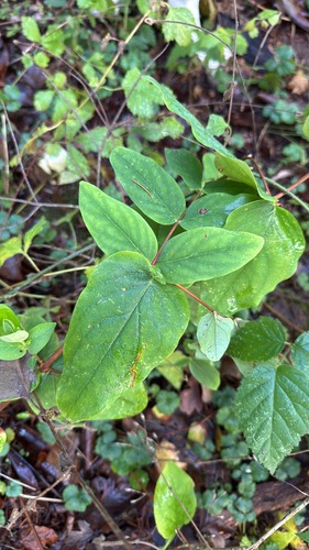 Hypericum androsaemum (Tutsan)