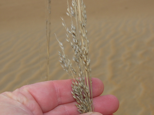 Panicum amarum (Bitter Panicgrass)