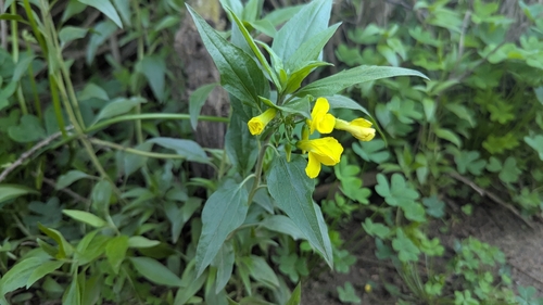 Camissoniopsis bistorta (California sun cup) (alternate view 3)