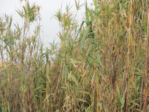 Arundo donax (giant reed)