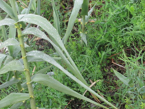 Arundo donax (giant reed)