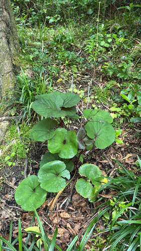 Ligularia dentata (ligularia) (alternate view 4)