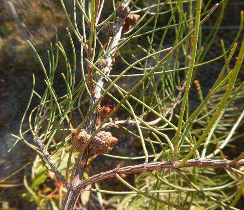 Allocasuarina muelleriana (slaty sheoak) (alternate view 6)