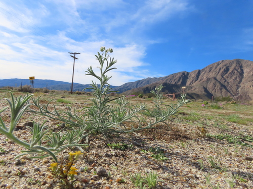 Johnstonella angustifolia (narrow-leaved cryptantha)