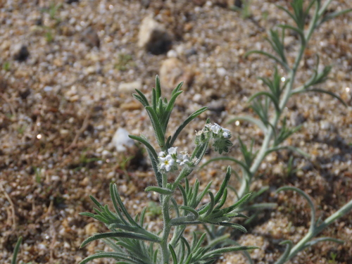 Johnstonella angustifolia (narrow-leaved cryptantha) (alternate view 2)
