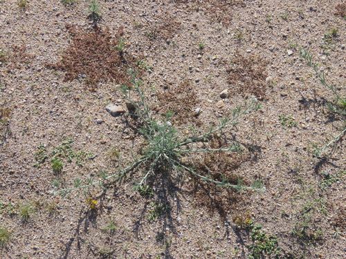 Johnstonella angustifolia (narrow-leaved cryptantha) (alternate view 3)