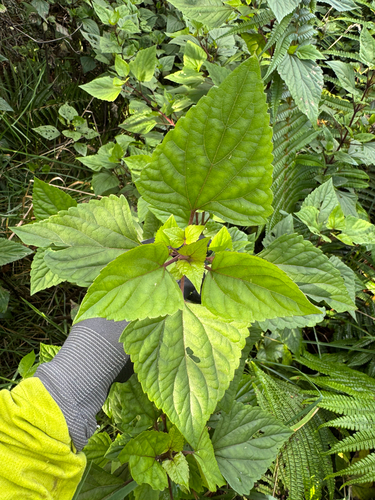 Ageratina adenophora (Crofton Weed)