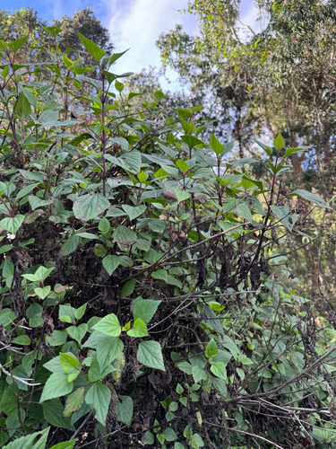 Ageratina adenophora (Crofton Weed) (alternate view 2)