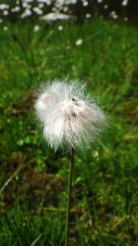 Eriophorum chamissonis