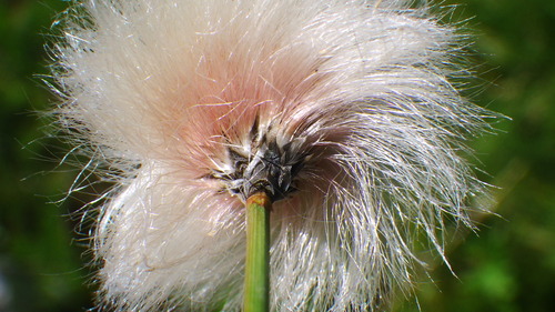 Eriophorum chamissonis (alternate view 3)