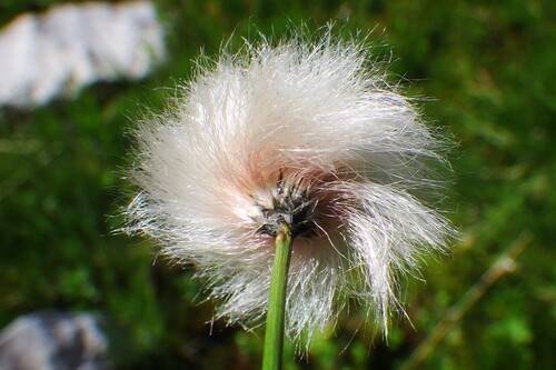 Eriophorum chamissonis (alternate view 2)